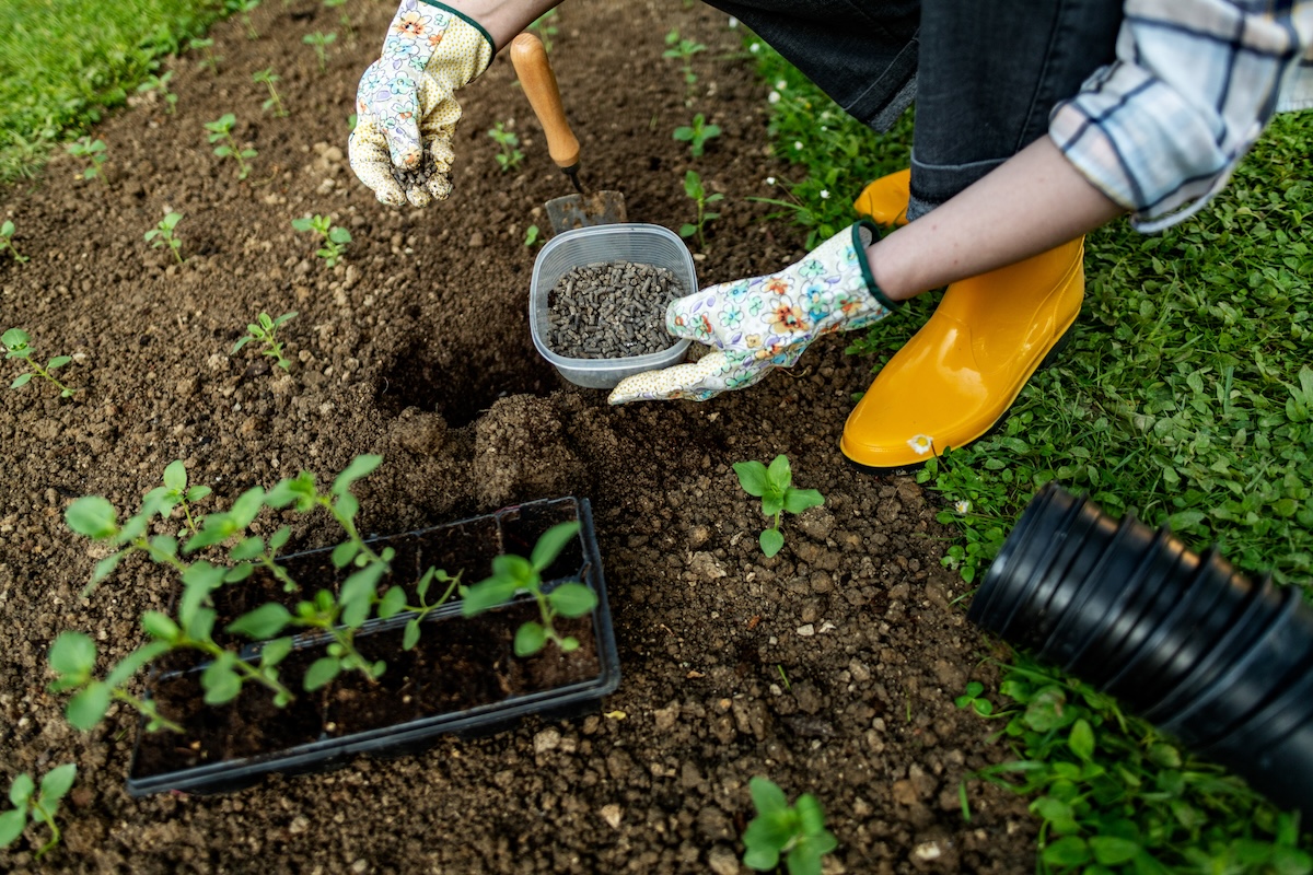 A woman with yellow rubber boots spreads organic fertilizer on a garden she is planting.