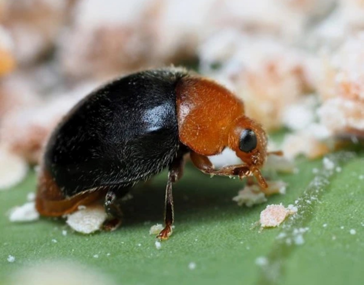 Black ladybug eating mealybug.