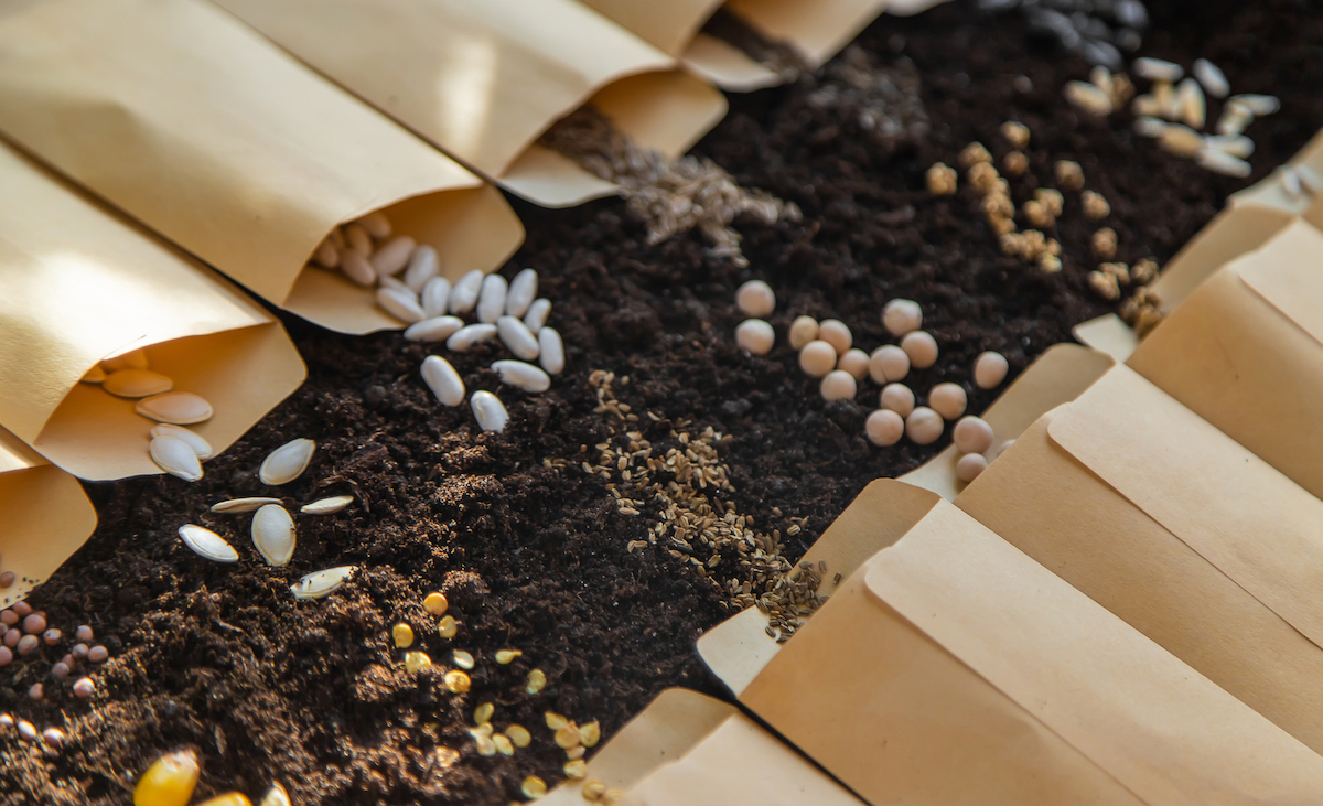 A variety of seeds in a row being poured from individual kraft envelopes onto soil.