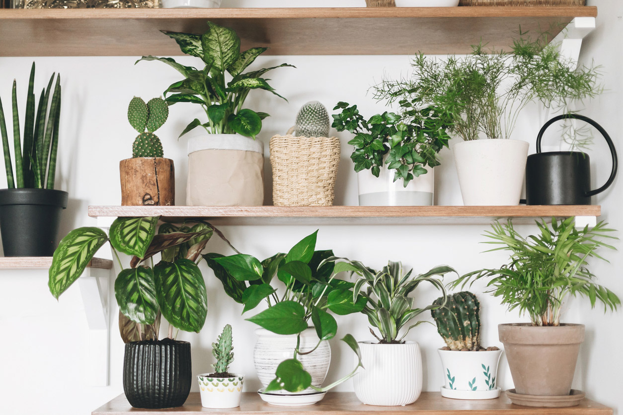 Many house plants are potted in pots with and without drainage holes on open shelving.