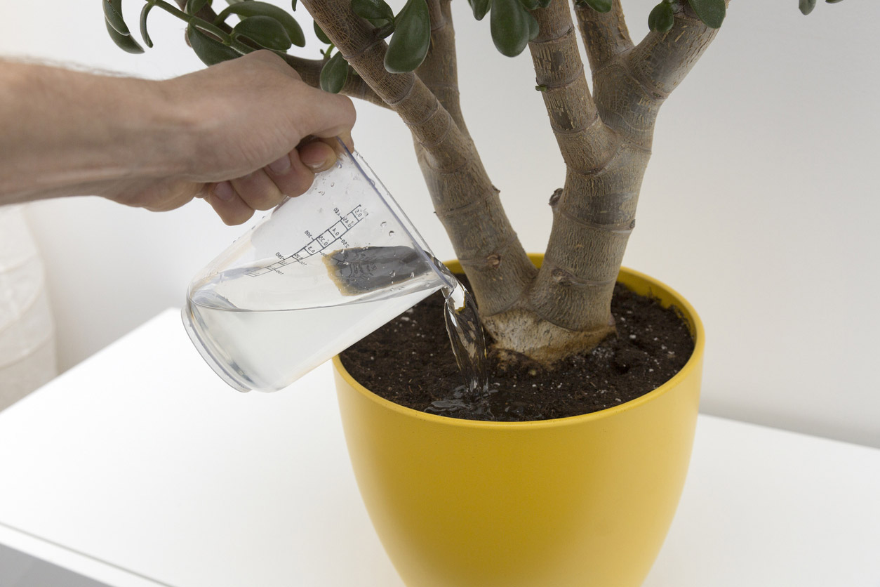 A person is watering a house plant with a measuring cup.