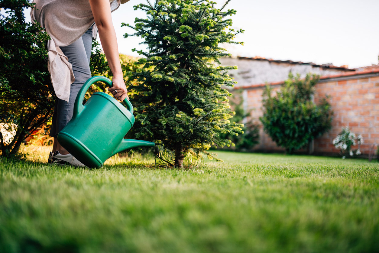 A person is using a watering can to water a young tree in a yard.