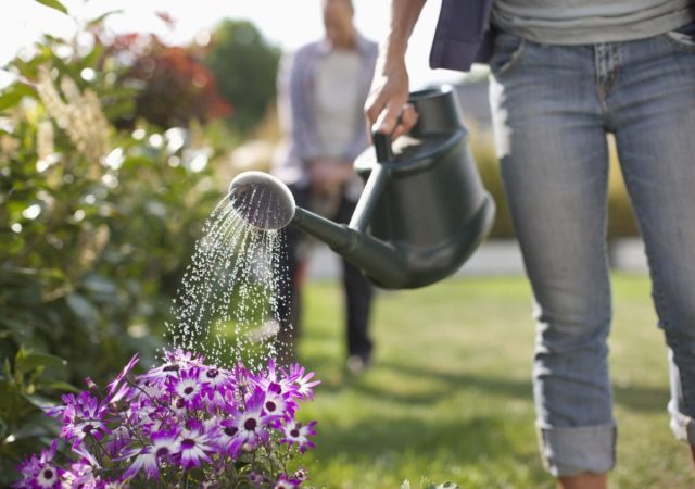 A person is watering purple flowers in a garden with a watering can while another person is behind them tending to bushes.