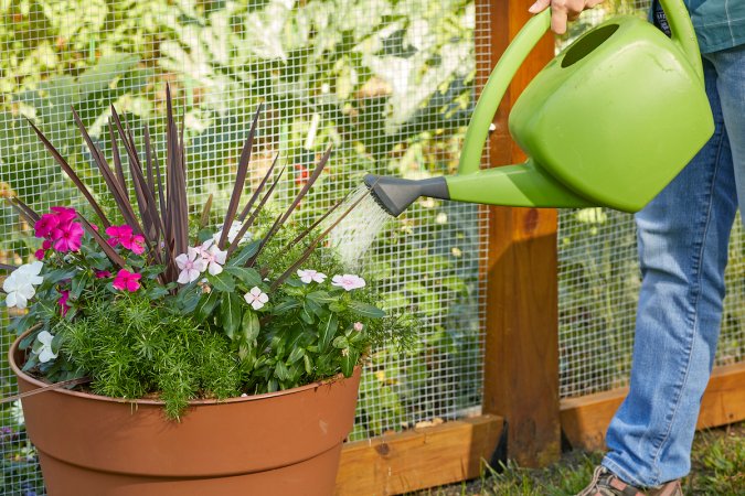 Woman wearing jeans waters large potted plant with a green watering can.