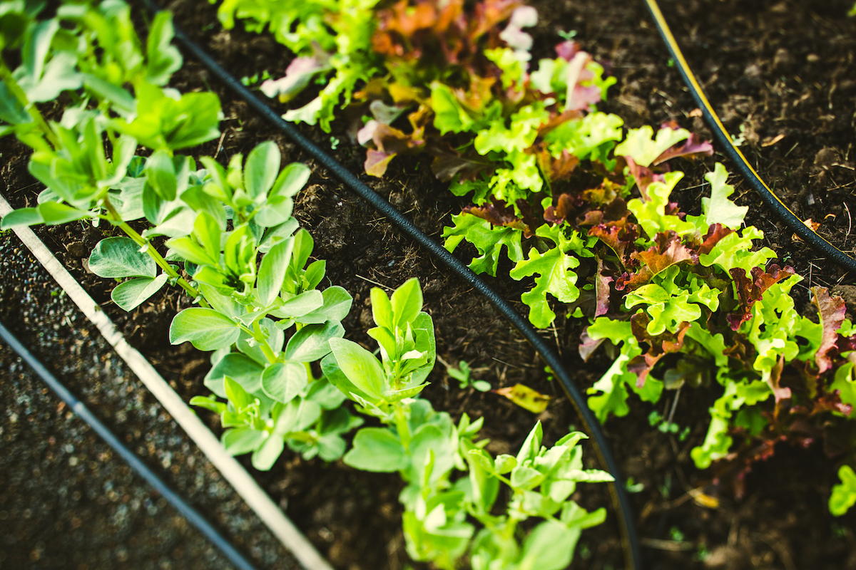 A raised garden bed of vegetables are watered by soaker hoses on the soil.