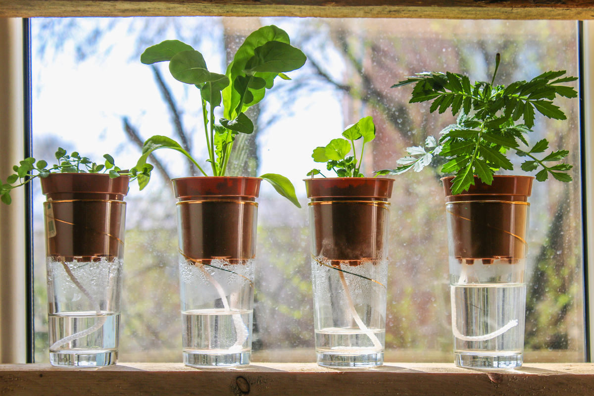 On a windowsill, four plants in small pots are on glasses full of water demonstrating the water wicking method.