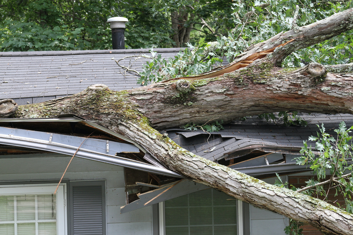 tree falls on house