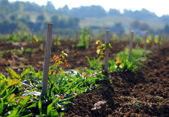 When, Why, and How to Use Compost Tea in the Garden