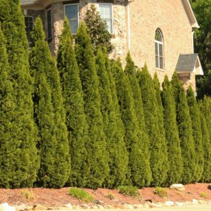 7 Fast-Growing Evergreen Trees for Your Front or Backyard - Bob Vila