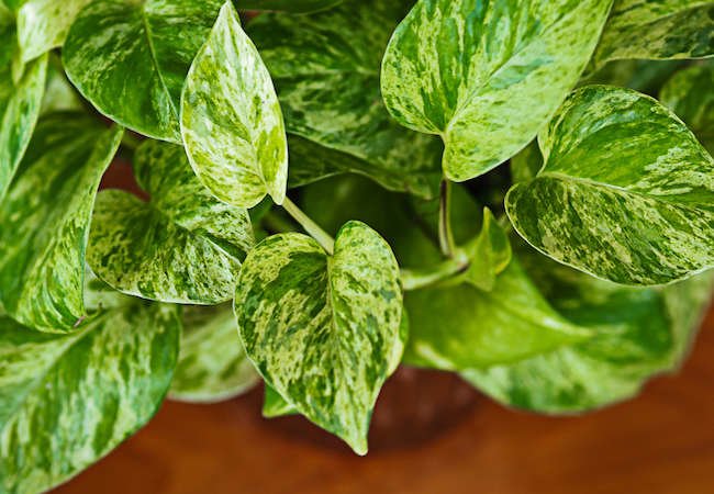 7 Houseplants with Secret Health Benefits