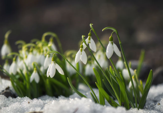 8 Winter Flowers that Will Brighten a Gray Garden