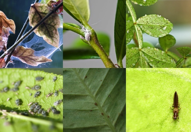 Houseplant Pests