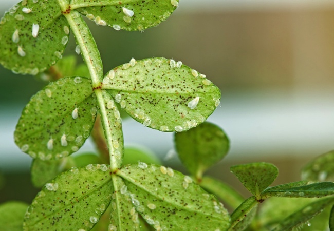 Houseplant Pests - Whiteflies