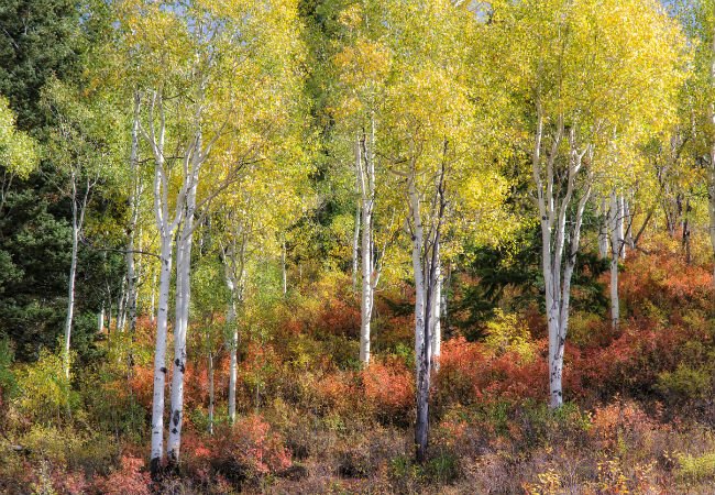 4 Trees with White Bark