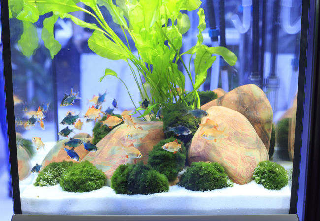 How to Clean a Fish Tank in 6 Easy Steps