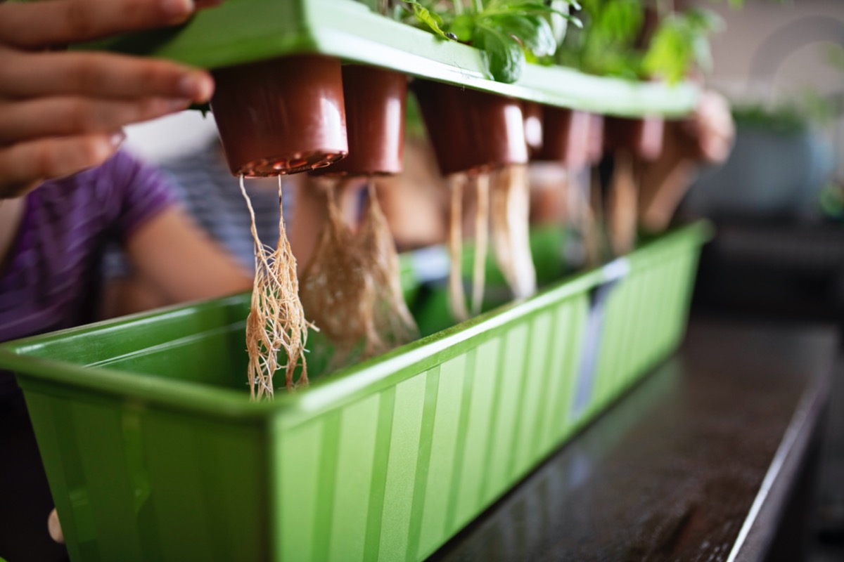 diy hydroponics