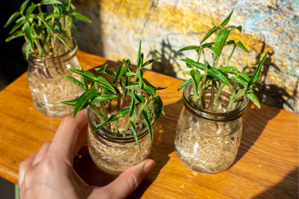 diy hydroponics