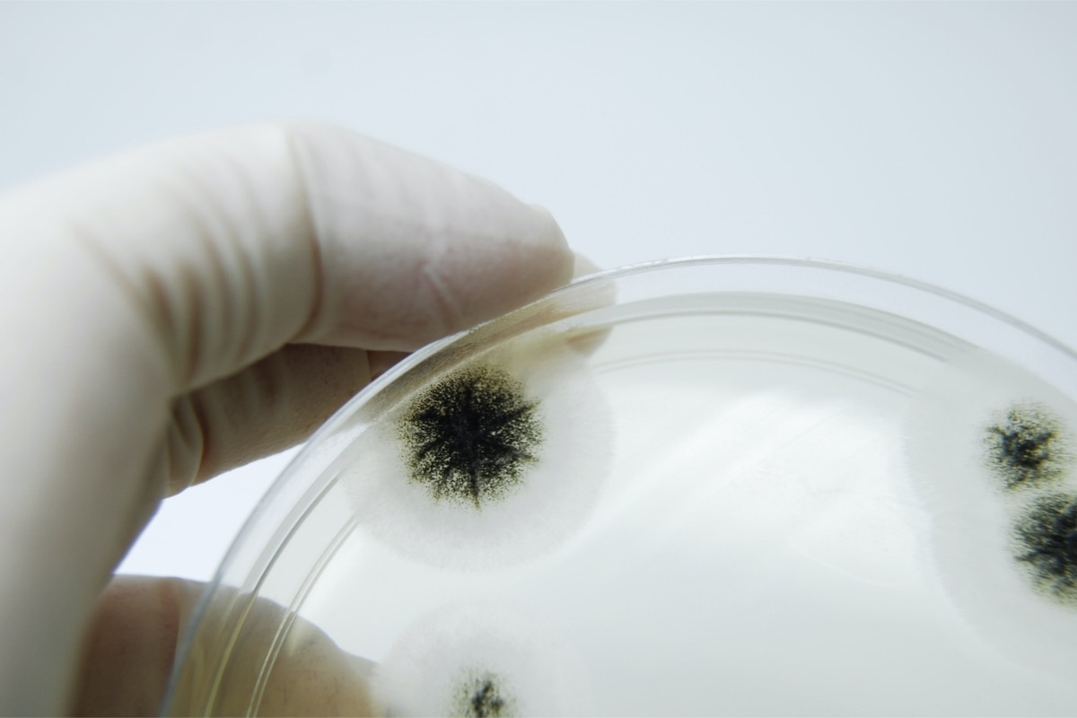 A close up of mold growing in a Petri dish.