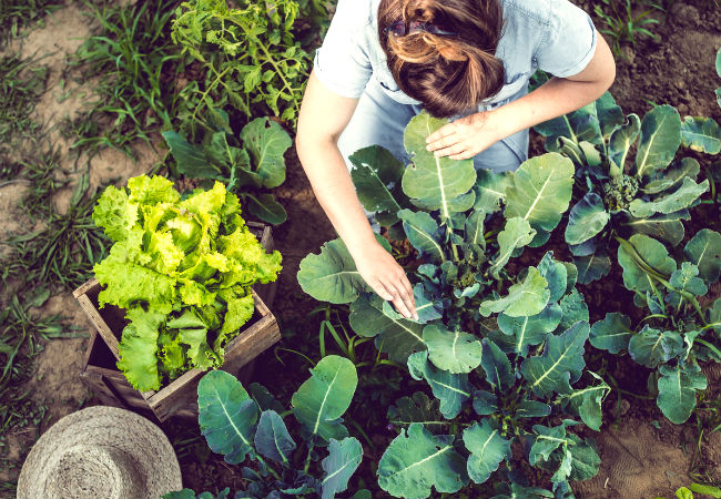 How to Get Loamy Soil in Your Garden