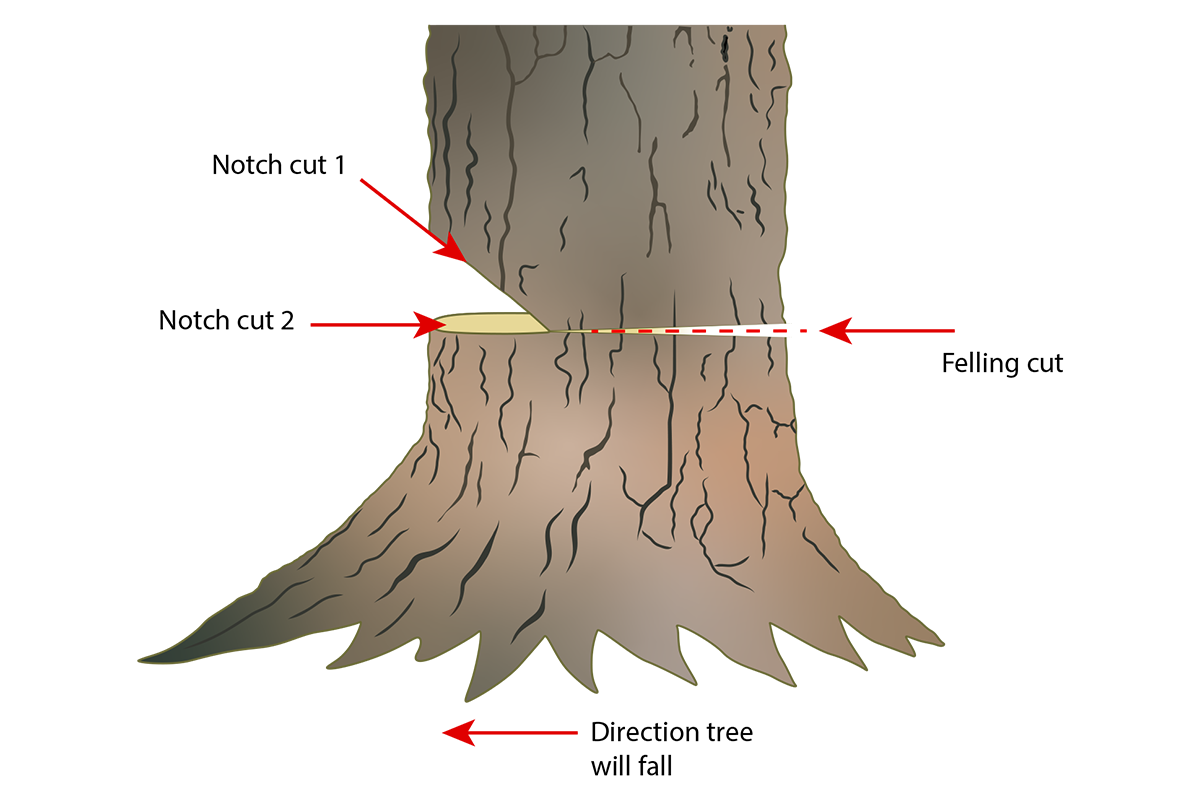 Diagram explaining how to fell a tree and cut directional notches.