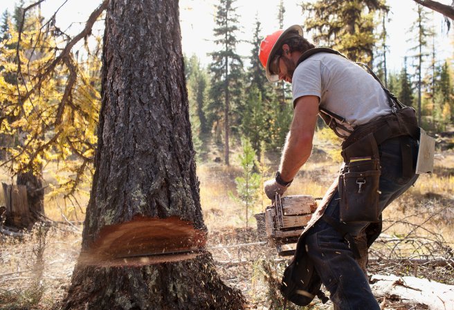 Lumberjack makes notch cuts in trunk to fell a tree.