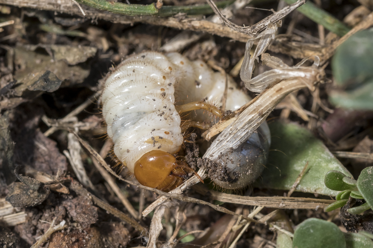 Cockchafer Grub just before hatching on brown garden soil