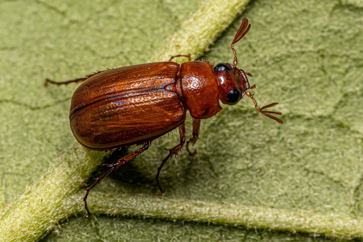 Adult June Beetle of the Subfamily Melolonthinae