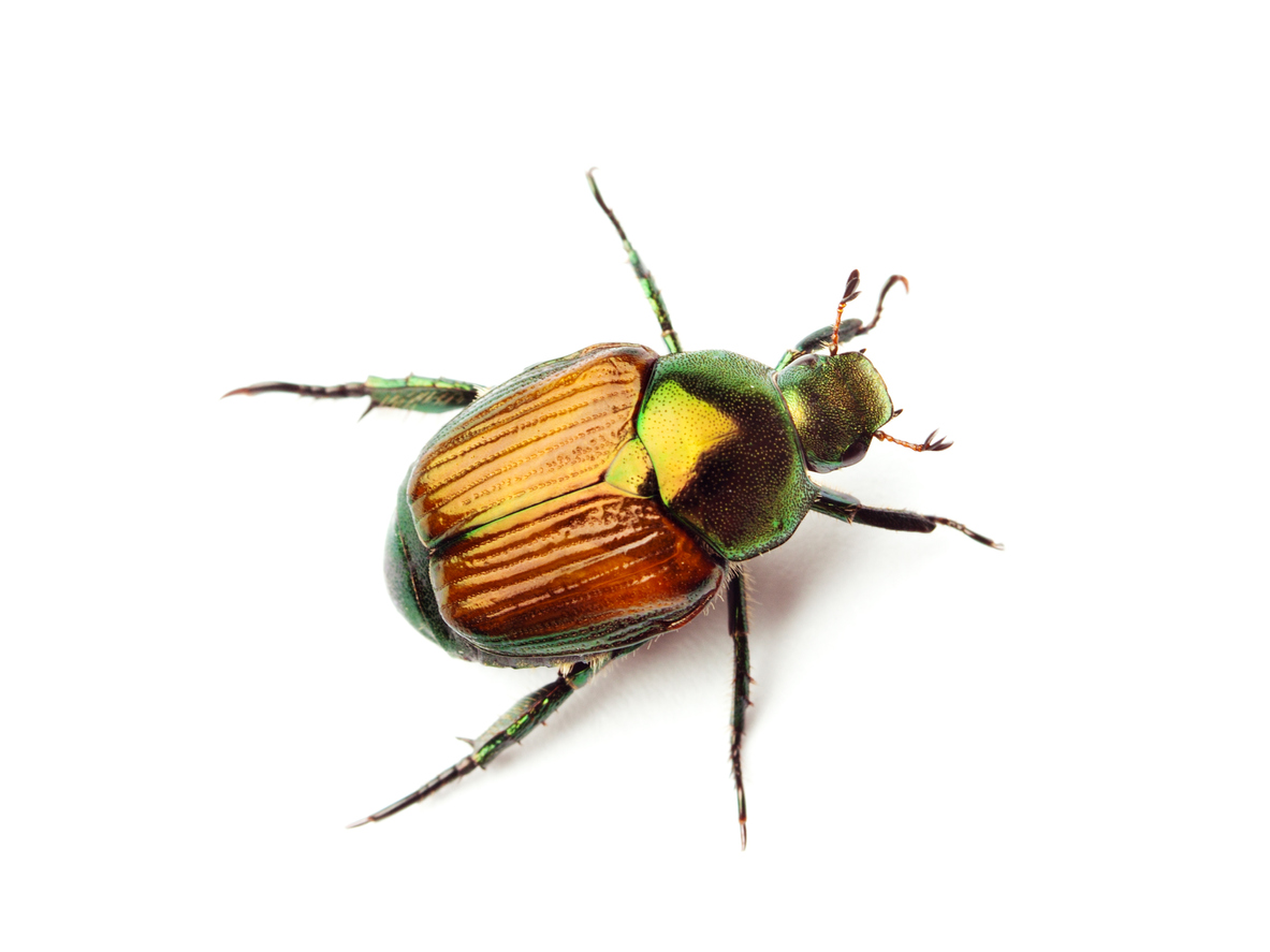 Subject: Macro close-up top view of a Japanese Beetle isolated on white background.