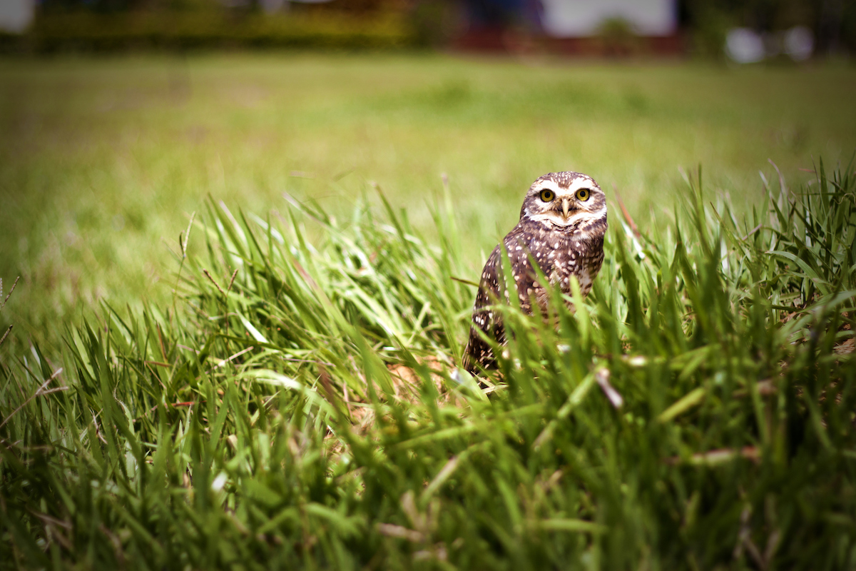 An owl standing in tall grass in a yard.