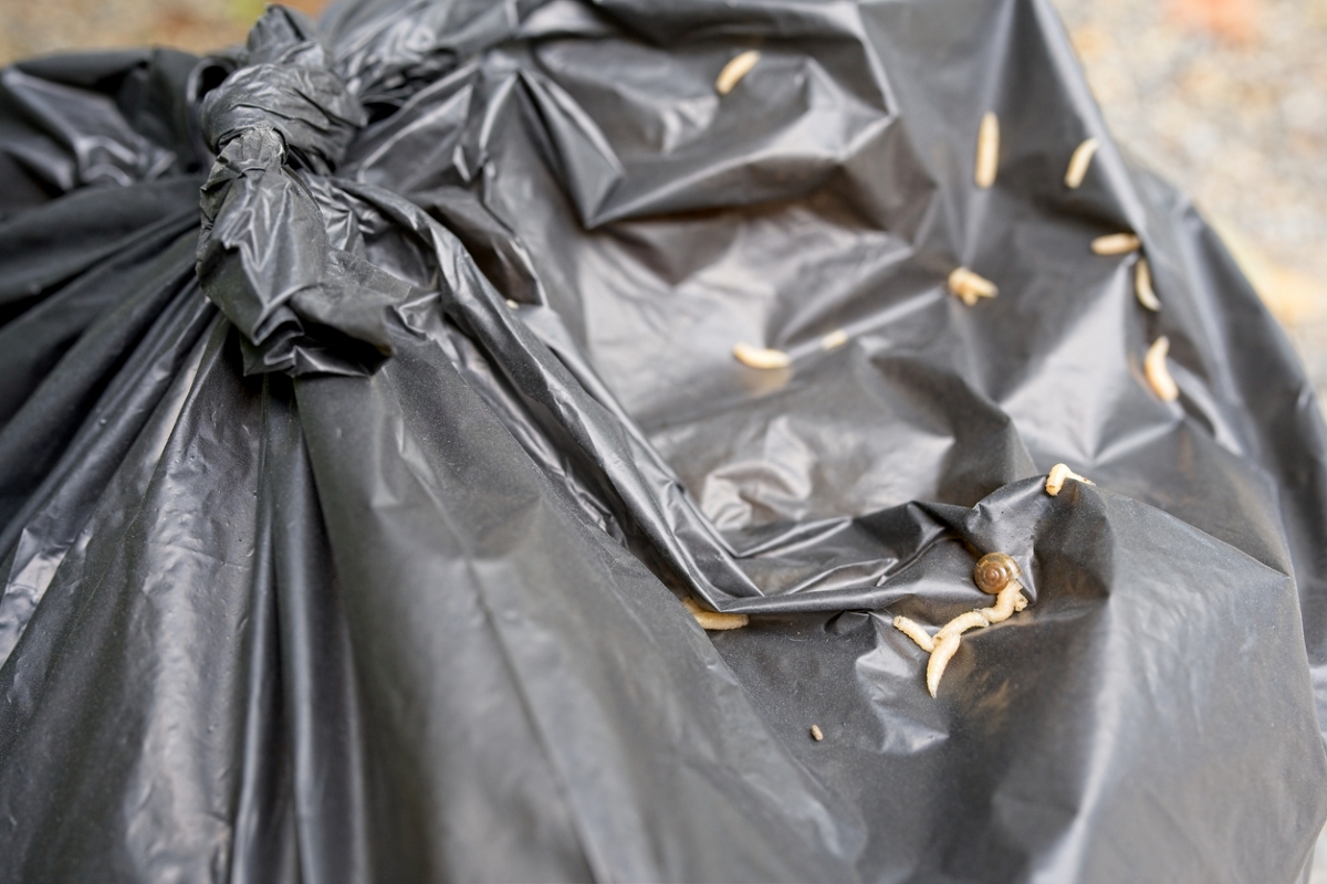 Fly maggots crawling on the outside of a black trash bag.