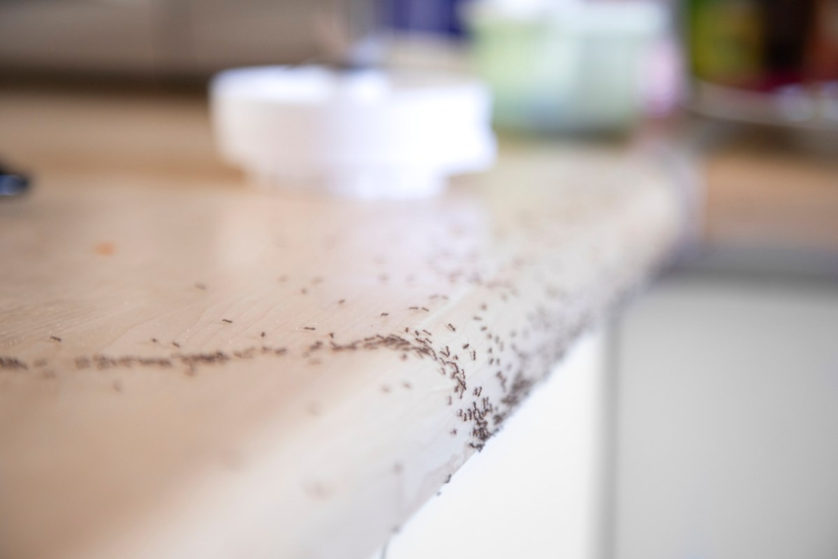 This is How to Get Rid of Ants in the Kitchen Once and for All