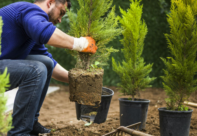 The Best Time to Plant a Tree, Solved