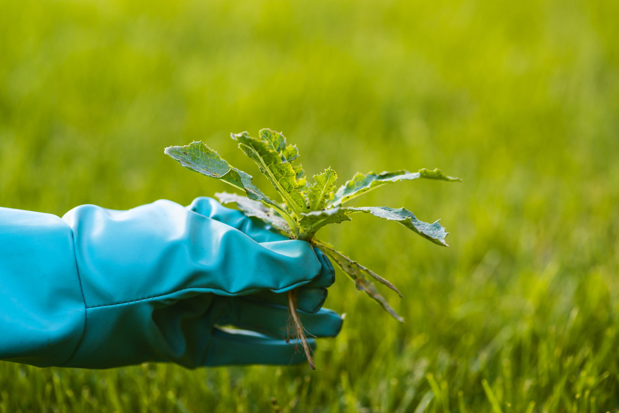 Pulling Weeds Tips