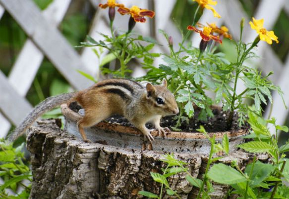 How to Get Rid of Chipmunks Humanely - Bob Vila