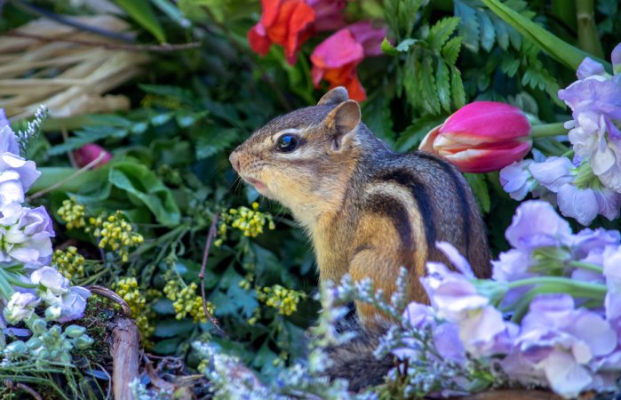 A close up portrait of a striped chipmunk in a colorful bed of flowers.