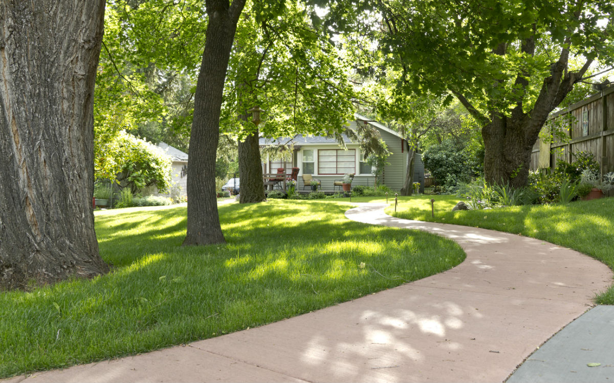 The Best Grass for Shade, Solved!