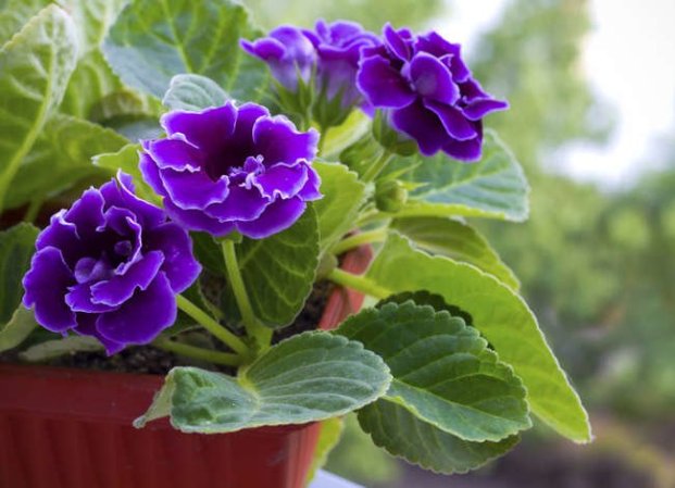 20 Flowering Houseplants That Will Add Beauty to Your Home