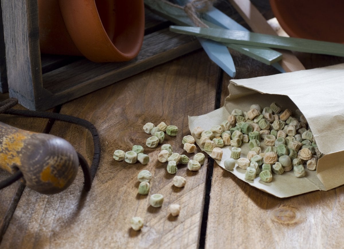 Dried pea seeds spilling out envelope.