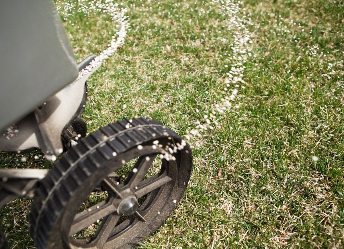 Lawn fertilizer spreader used on lawn.