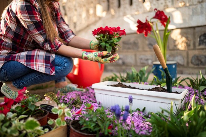 A young person holding flower plant next to garden box.