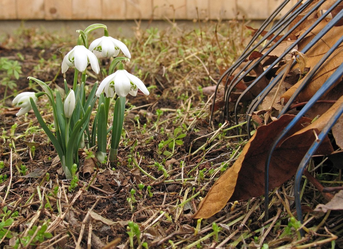 Yard rake used near flowers.