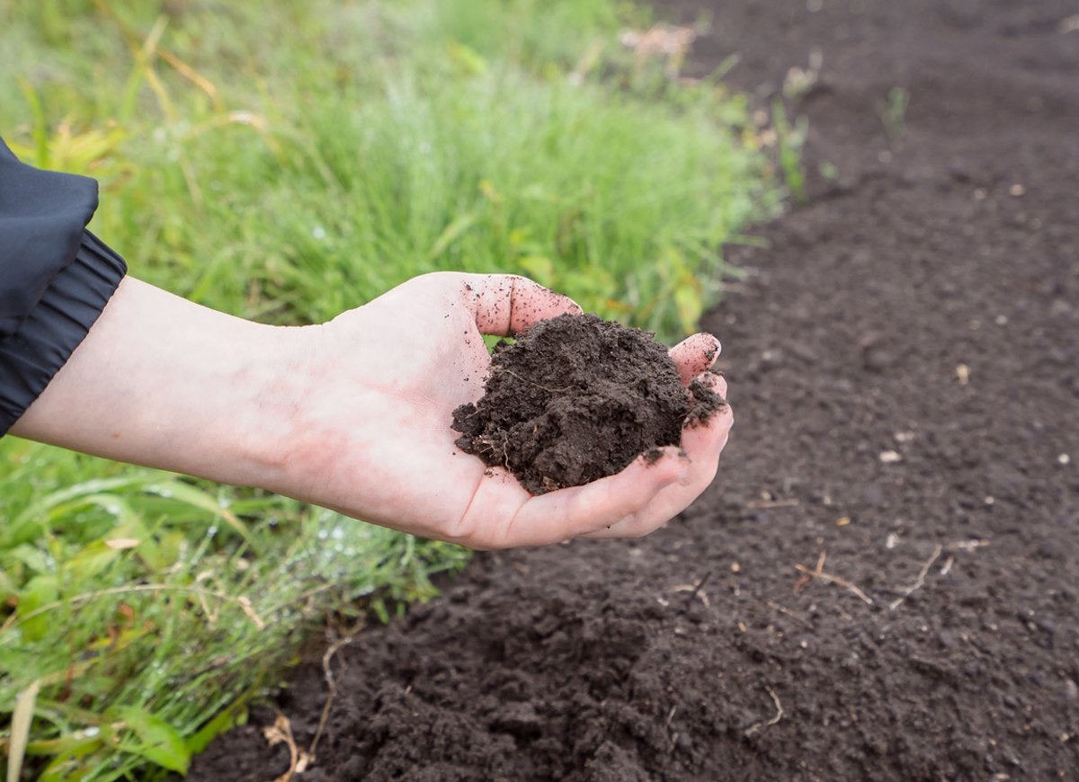 A hand holding handful of dirt.