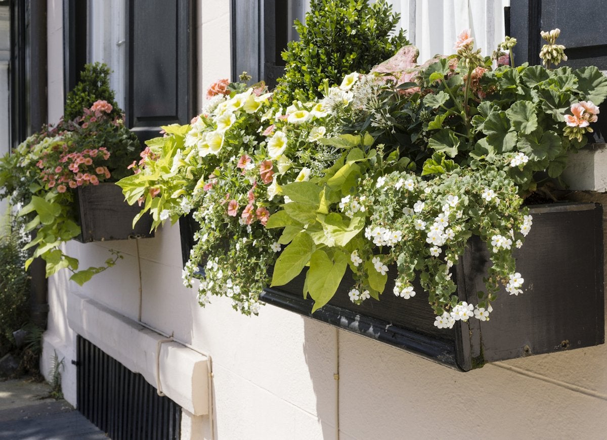 Black garden window box.