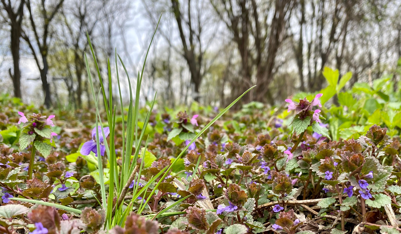 Creeping Charlie weed matted on the ground with violet blooms and scalloped, green leaves.