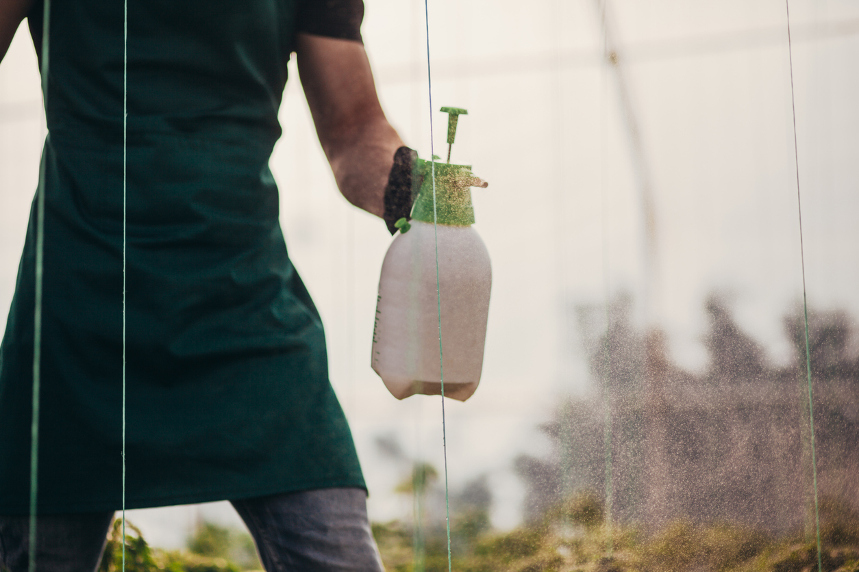 Man uses organic contact formula to kill weeds in greenhouse.