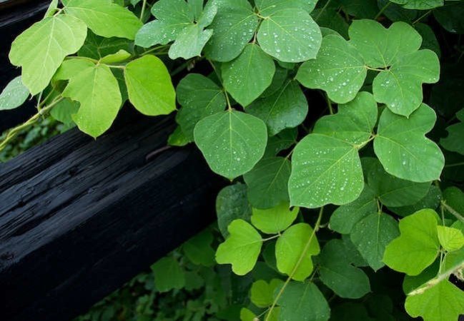 The 15 Worst Invasive Plants in America