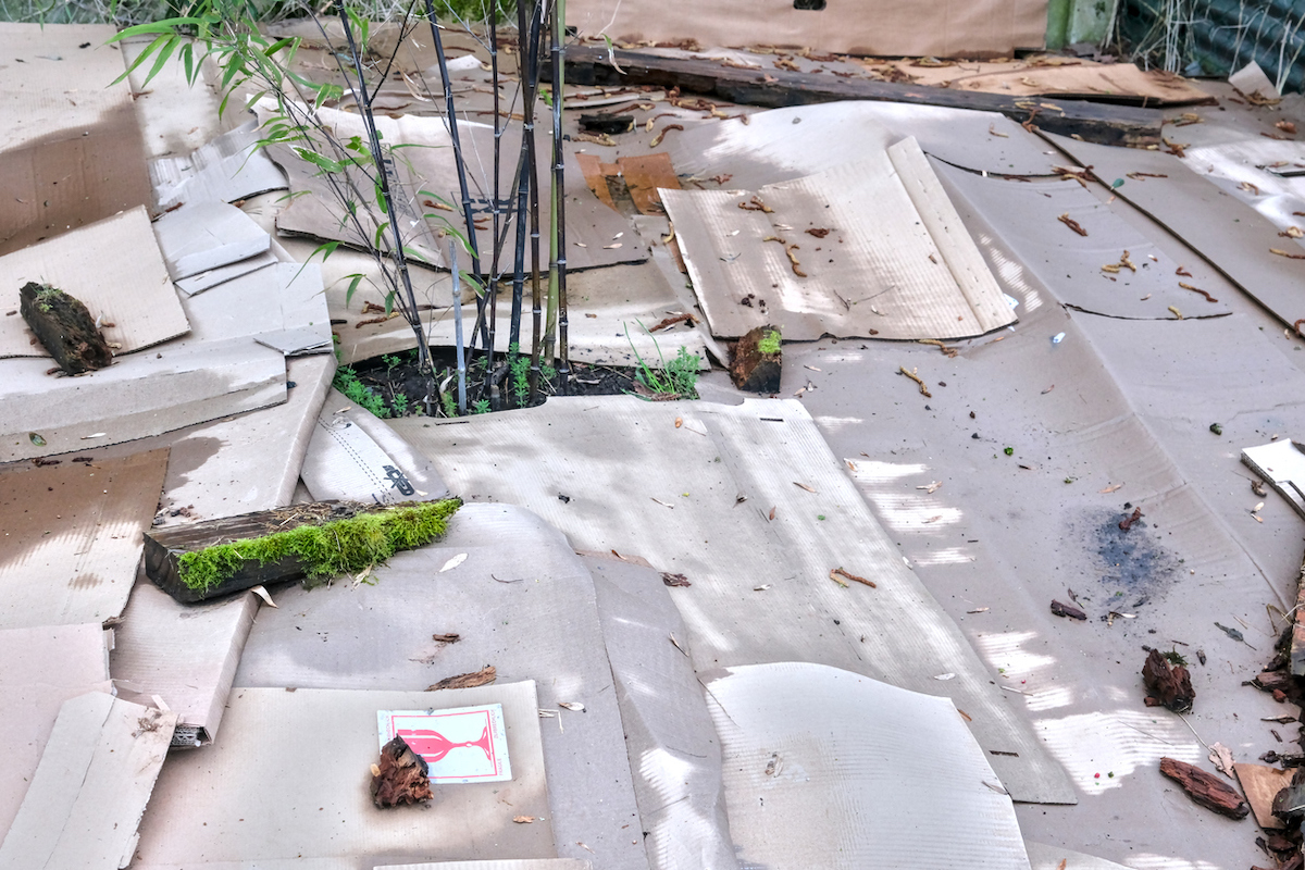 Cardboard mulch is layered around a garden with a small tree.