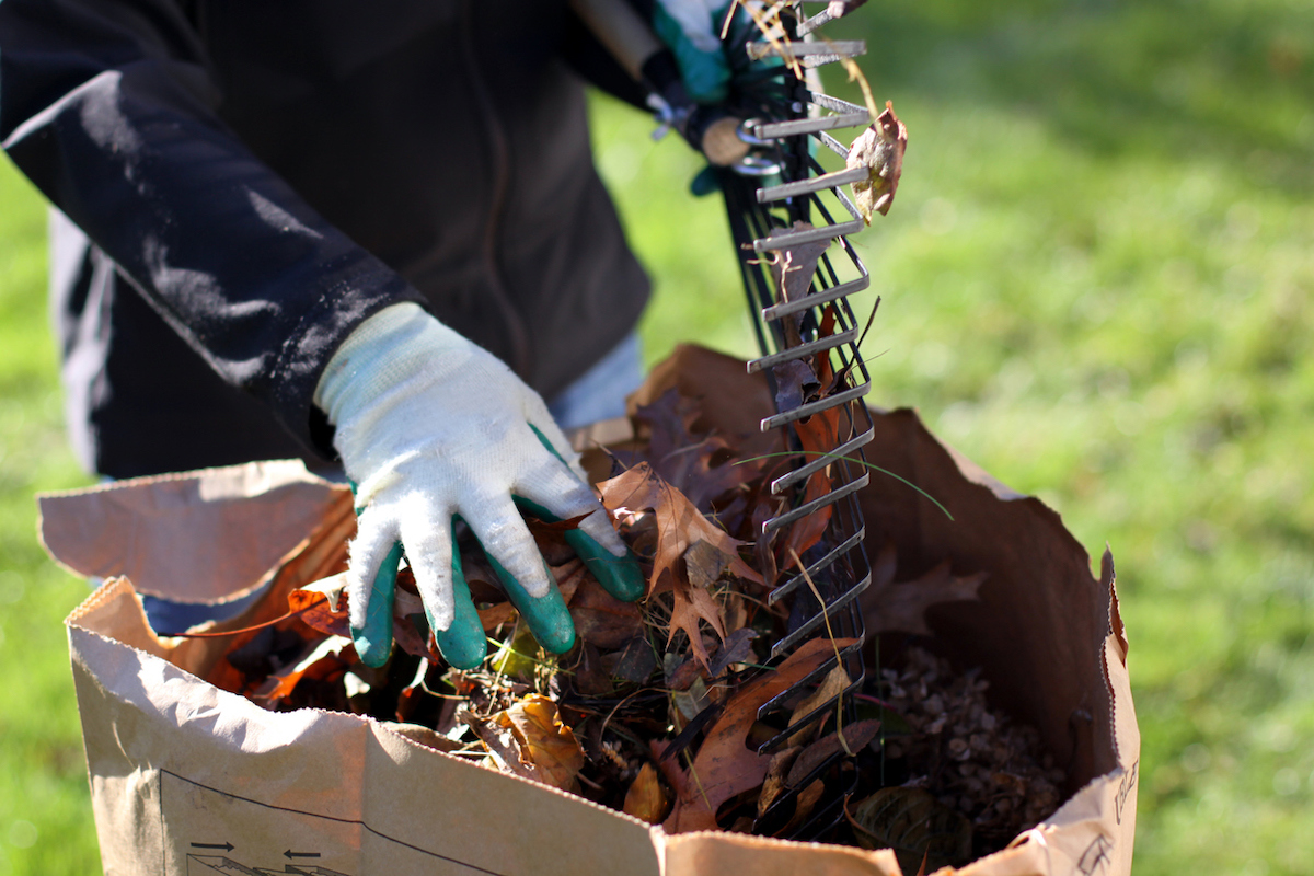 A person is removing leaves from a rake and putting them into a paper bag.