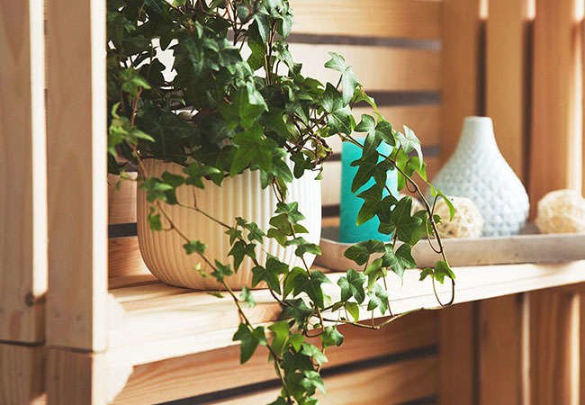 8 Plants Never To Grow Indoors Bob Vila