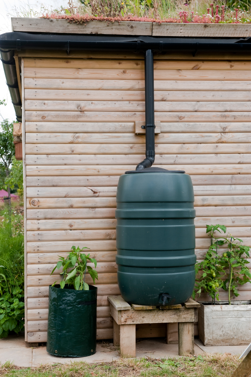 The black metal gutters of a wooden shed are connected to a large green rain barrel.